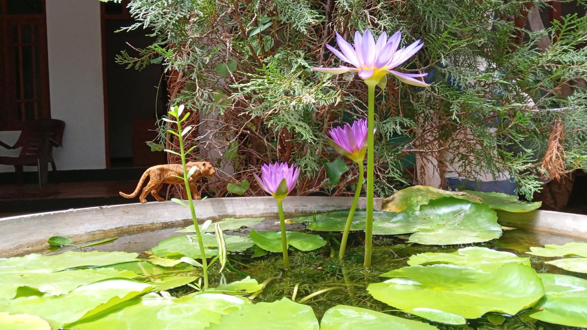 The King'S Garden Resort Dambulla Kültér fotó